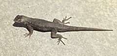 Sceloporus occidentalis