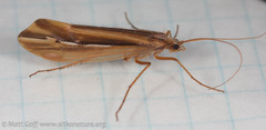 Psychoglypha