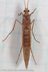 Psychoglypha