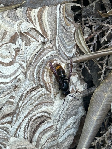 Yellow-legged Hornet