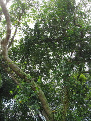 Ficus punctata