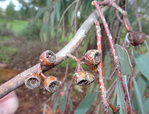 Red Ironbark