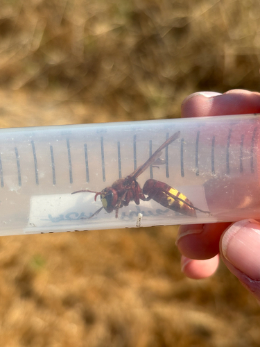Oriental Hornet