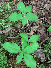 Lysimachia latifolia