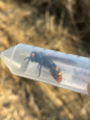 Mammoth Scoliid Wasp