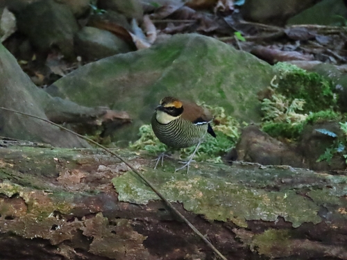 Javan Banded Pitta