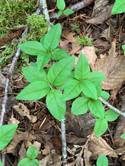 Lysimachia latifolia