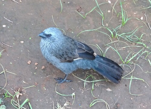 Apostlebird