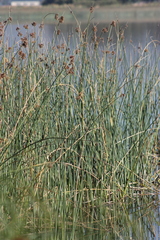 Schoenoplectus scirpoides