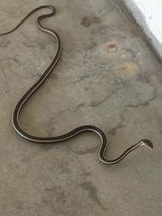 Masticophis lateralis