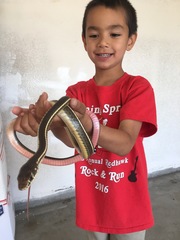 Masticophis lateralis