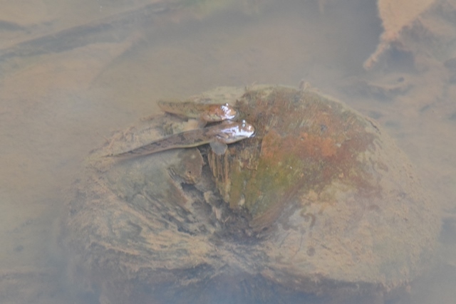 Pseudapocryptes