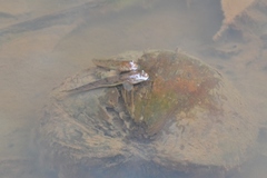 Pseudapocryptes elongatus