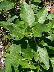Ruellia nudiflora runyonii
