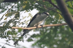 Pericrocotus divaricatus