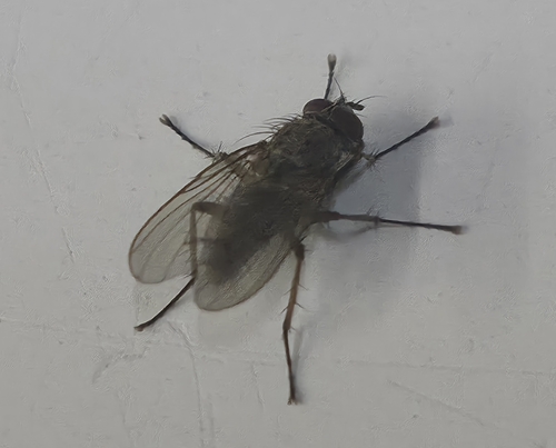 iNaturalist observation photo of Muscoid Flies