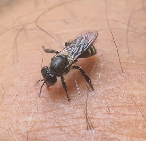 Black Dwarf Honey Bee
