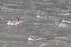 Periophthalmus chrysospilos