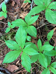 Lysimachia latifolia