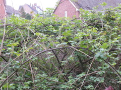 Rubus fruticosus