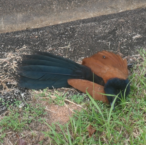 Greater Coucal