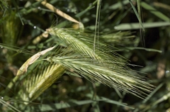 Hordeum jubatum