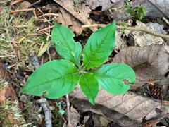 Lysimachia latifolia