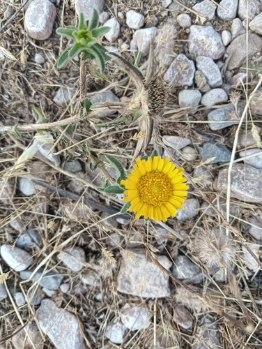 Pallenis spinosa, photograph 5