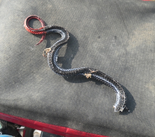 Blue Malaysian Coralsnake