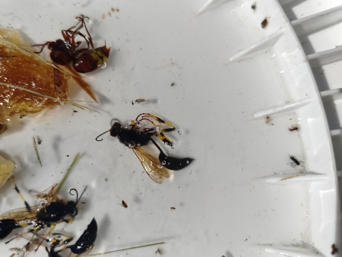 Sceliphron destillatorium