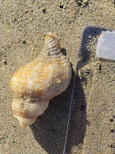Penion sulcatus, 2026-07-05