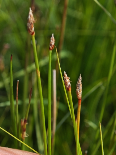 Eleocharis uniglumis