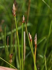 Eleocharis uniglumis