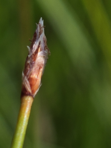 Eleocharis uniglumis, photograph 2
