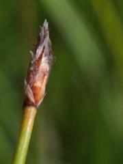 Eleocharis uniglumis, photograph author not stated, no rights reserved