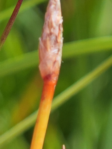 Eleocharis uniglumis, photograph 3
