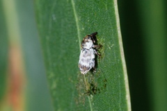 Mesoptiliinae