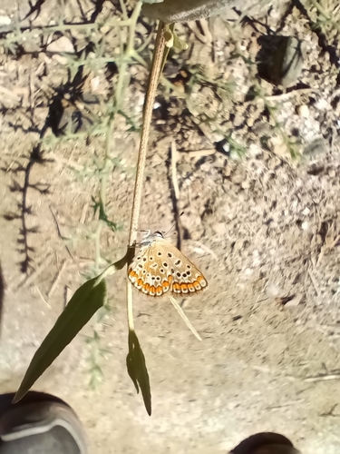 Common Blue