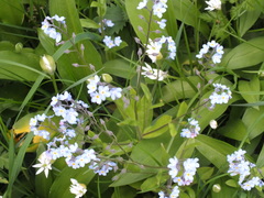 Myosotis scorpioides