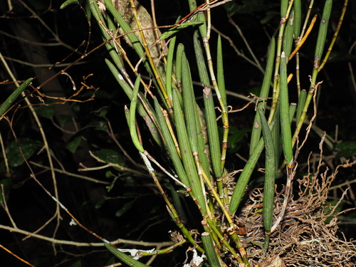 Dendrobium schoeninum, photograph 1