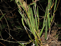 Dendrobium schoeninum, photograph (c) Lucas Christofides, some rights reserved (CC BY)