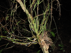 Dendrobium schoeninum