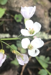 Cardamine nuttallii
