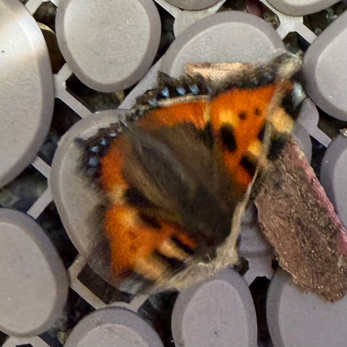 Small Tortoiseshell