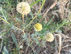 author not stated, no rights reserved Anacyclus clavatus, photograph author not stated, no rights reserved
