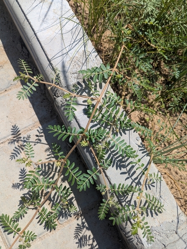 puncture vine