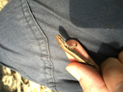 Scincella formosensis