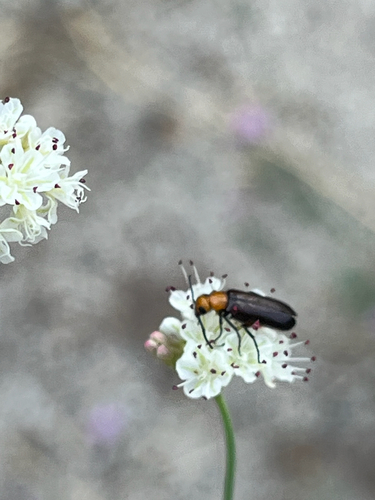 iNaturalist observation photo of Nemognatha