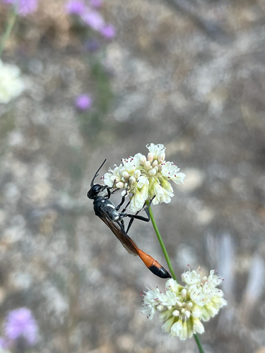 iNaturalist observation photo of Thread-waisted Sand Wasps