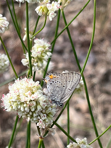 iNaturalist observation photo of California Hairstreak
